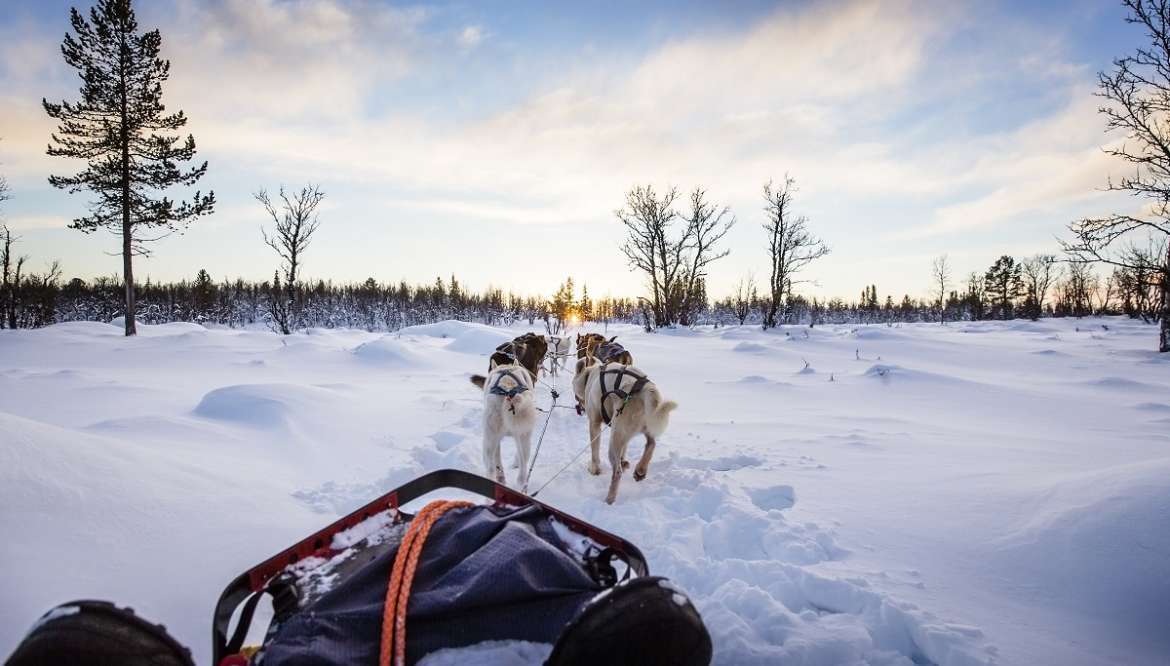 ZAPRZĘGI HUSKY Zakopane